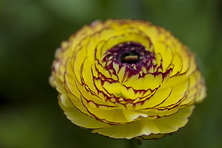 yellow flower shallow focus photo thumbnail