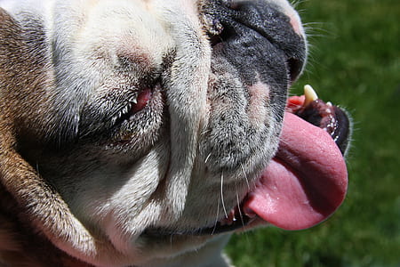 adult fawn pug thumbnail