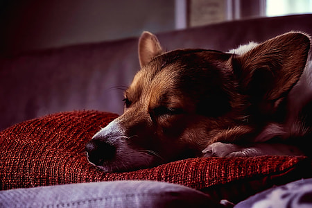 white and brown jack russell terrier lying on red pillow thumbnail