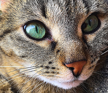 close up photography of grey Tabby cat thumbnail