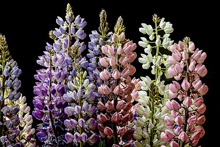 several assorted-color flowers thumbnail