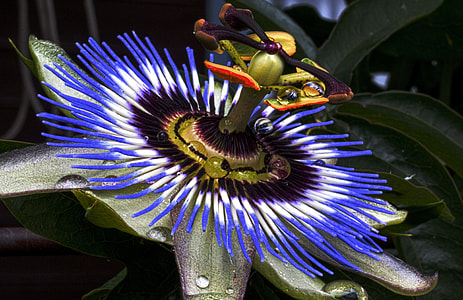 Passion Flower, Blue Passion Flower thumbnail