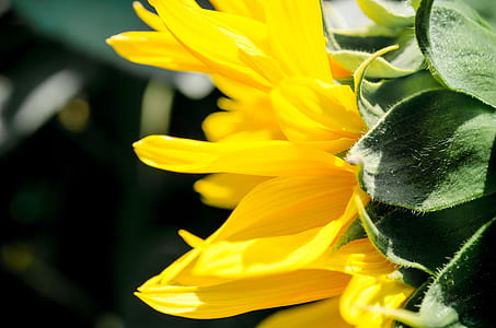 closeup photo of sunflower thumbnail
