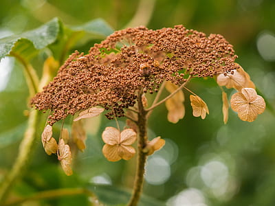 brown flowers thumbnail