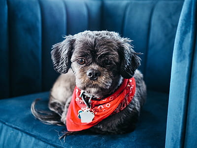 photo of black shih tzu wearing red handkerchief lying on sofa thumbnail
