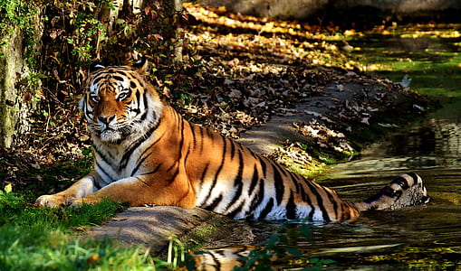 tiger sitting under tree thumbnail