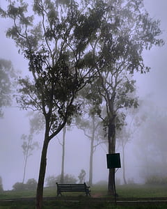 Park Covered With Fog thumbnail