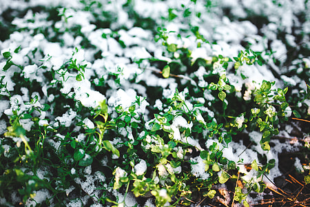 Close-ups of snowy trees thumbnail