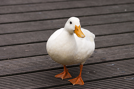 white duck on floor thumbnail