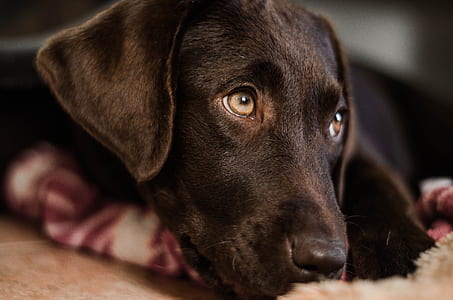 closeup photo of chocolate Labrador retriever prone lying on floor inside room thumbnail