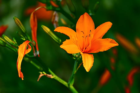 shallow focus photography of flower thumbnail