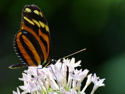 closeup photo of black, brown, and yellow butterfly perched on white cluster flower at daytime thumbnail