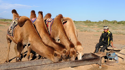 man sitting on chair beside camel feeding on bucket thumbnail