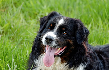 white, black, and tan dog lying on green grass thumbnail