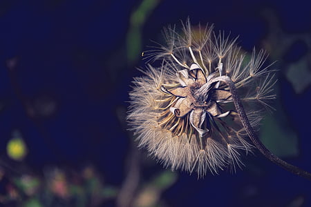shallow focus photography of white dandelion flower thumbnail
