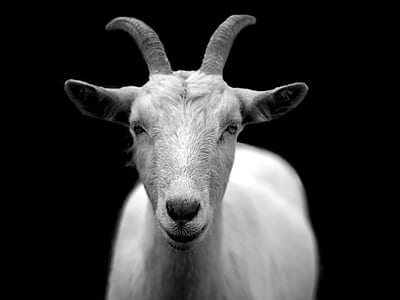 white mountain goat thumbnail