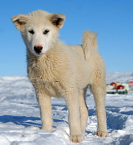 short-coated white puppy standing on snow thumbnail
