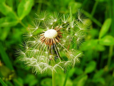 Close-up Photography of Dandelion thumbnail