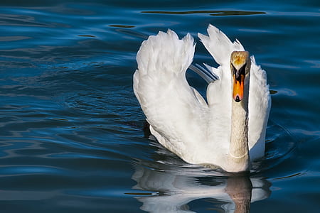 white duck floating on calm water thumbnail