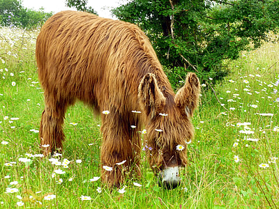 photo of brown donkey eating grass at daytime thumbnail