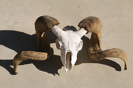 white and brown antler thumbnail