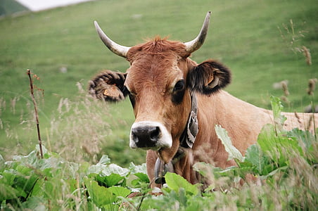 tilt shift photography of brown cow thumbnail