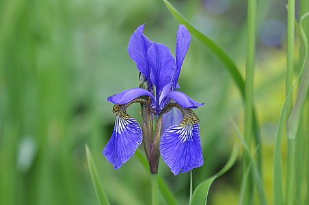 selective focus photography of iris flower thumbnail