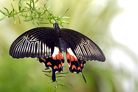 black and red swallowtail butterfly perched on green leaf during daytime thumbnail