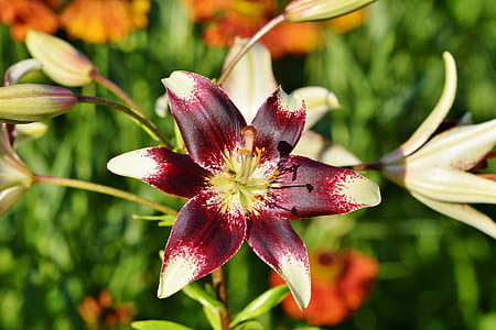 closeup photo of white-and-purple crinum lilies thumbnail