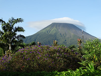 purple petaled flowers near mountain at daytime thumbnail