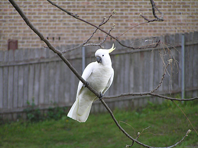 cockatoo perched on tree branch thumbnail