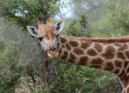 brown giraffe leaning near trees thumbnail