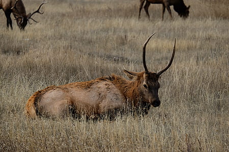 lying brown 4-legged animal on brown grass field during daytime thumbnail
