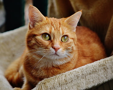 photography of orange Tabby cat thumbnail