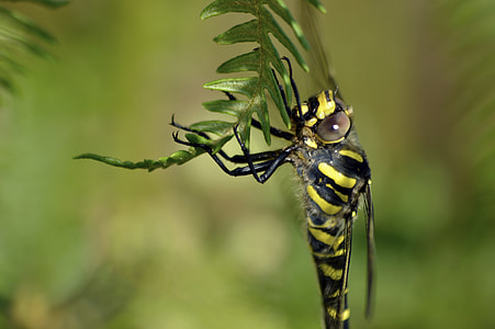 Golden-Ringed Dragonfly, Nature thumbnail