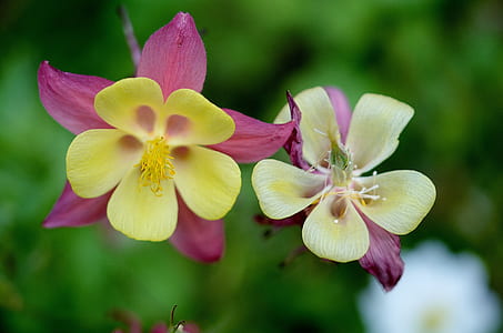 selective focus photography of yellow-and-pink petaled flowers thumbnail
