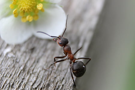 black ant on white flower thumbnail