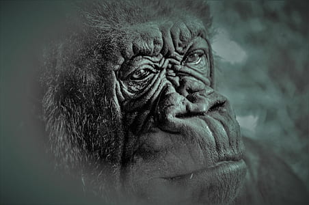 grayscale photo of a monkey thumbnail