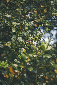 Selective Focus Photograph of Red Fruit thumbnail