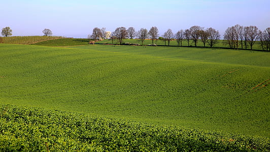 green grass field under blue sky thumbnail