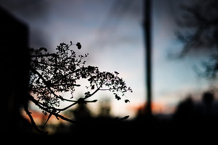 silhouette of plant thumbnail