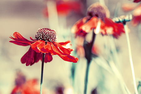 flower, red, nature, plants, summer, spring thumbnail