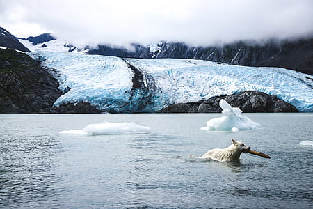 polar bear biting fish on body of water thumbnail