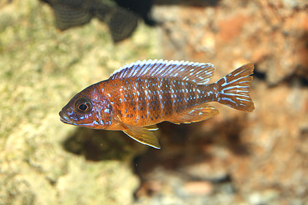 Aulonocara, Jacobfreibergi Otter Point thumbnail