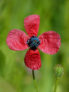 closeup photo of red poppy flower thumbnail