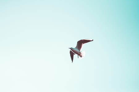 bird flying in the sky thumbnail