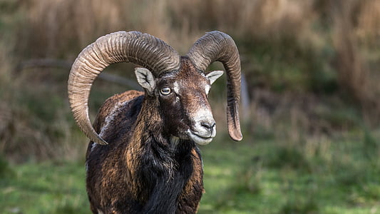 photo of brown and black Ram thumbnail