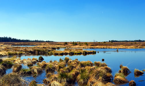 body of water near grass field background of trees thumbnail