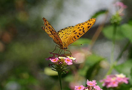 selective focus photography of brown fritillary butterfly perching on purple flower thumbnail