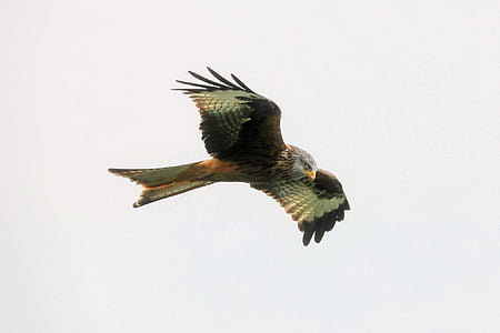 brown and black hawk flying midair thumbnail